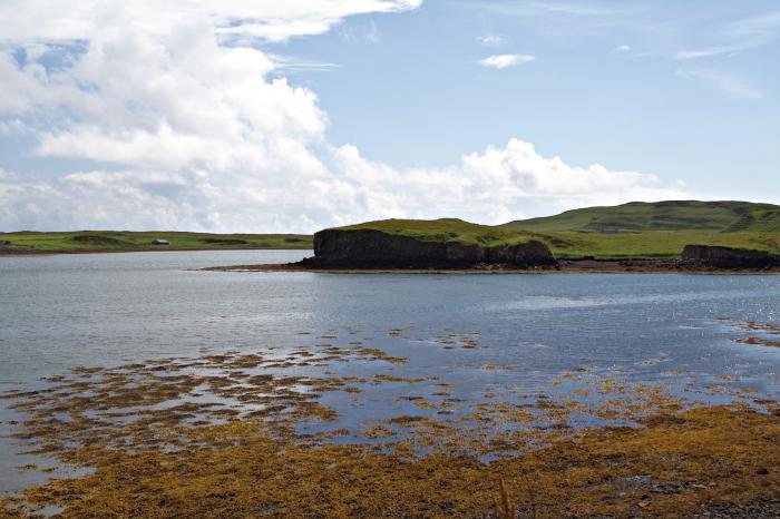 beach canna