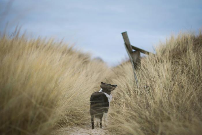 dog between tall dune grass